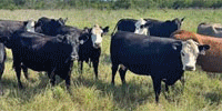 159 Angus/Brangus Cows... N. Central TX