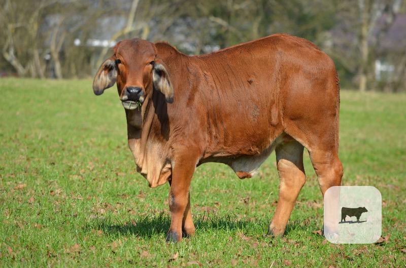 Cattle Range Listing Photo