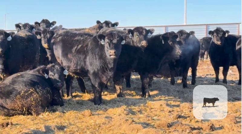 Cattle Range Listing Photo