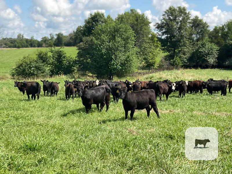 Cattle Range Listing Photo