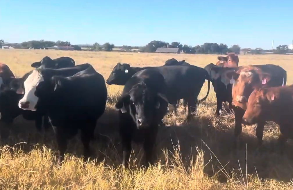 Cattle Range Listing Photo