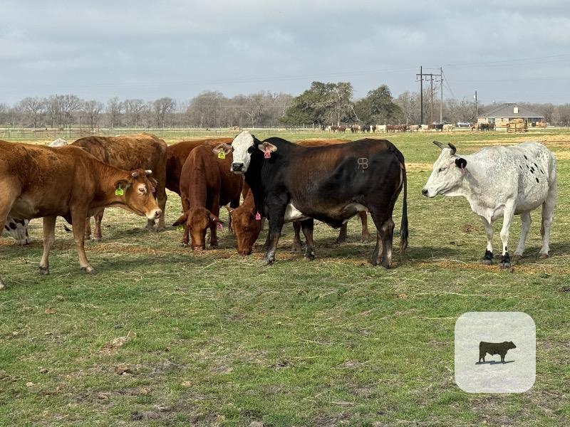 Cattle Range Listing Photo