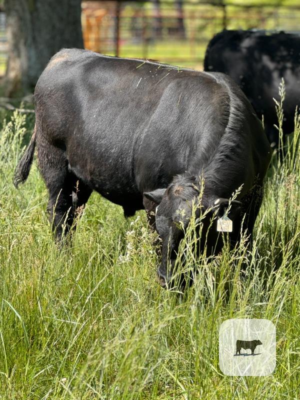Cattle Range Listing Photo