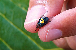 USDA Increases Screwworm Surveillance & Sterile Fly Dispersal