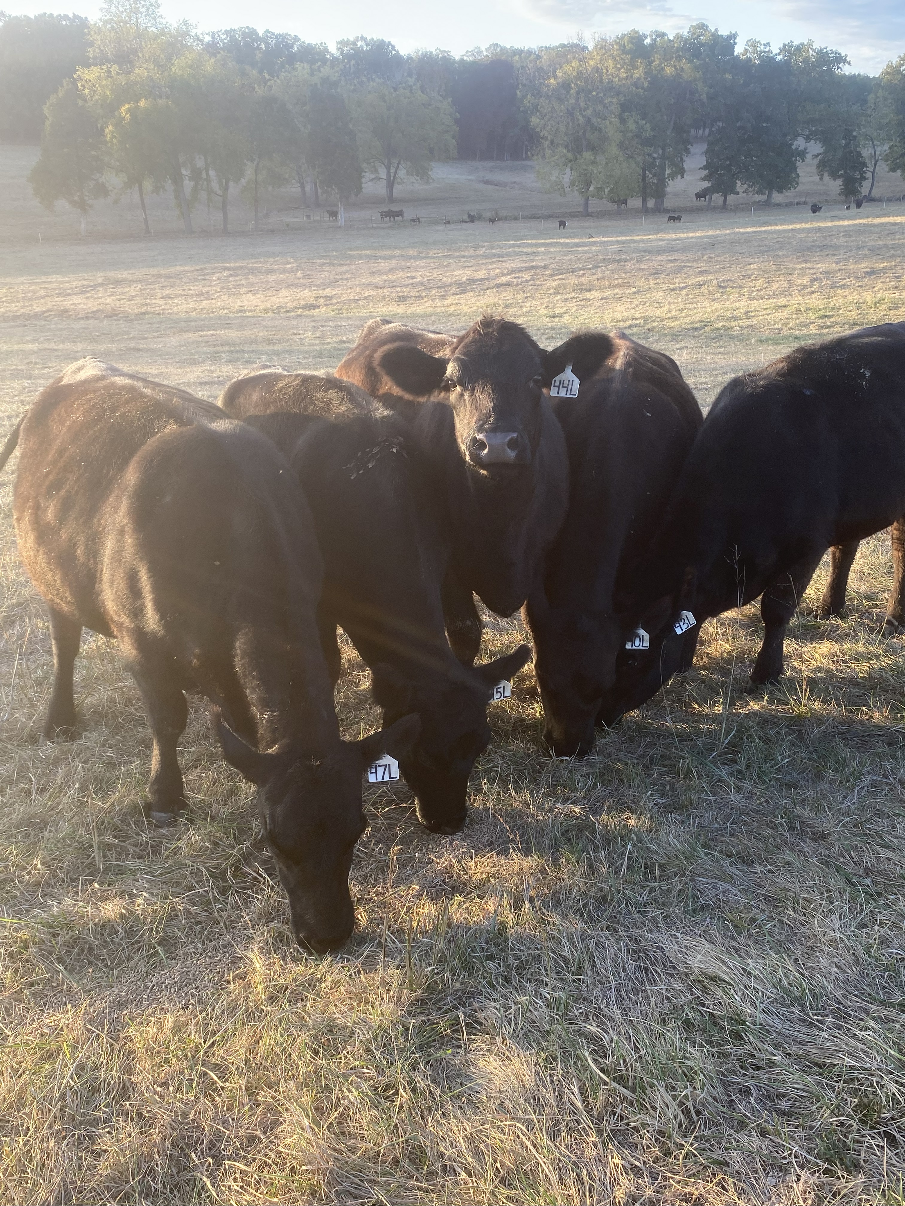 Cattle Range Listing Photo