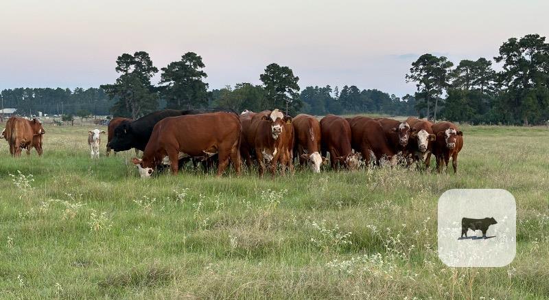 Cattle Range Listing Photo