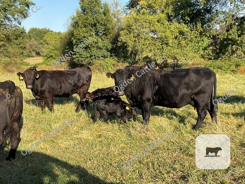 Cattle Range Listing Photo