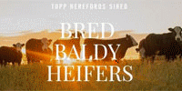 2,150 Angus Cross BWF, Red Angus Cross RWF & Hereford Bred Heifers... Southwest ND
