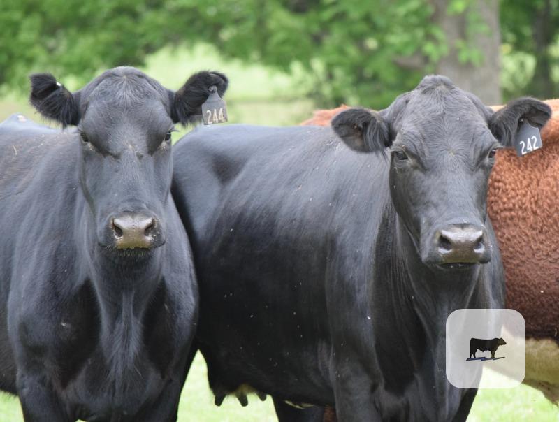 Cattle Range Listing Photo