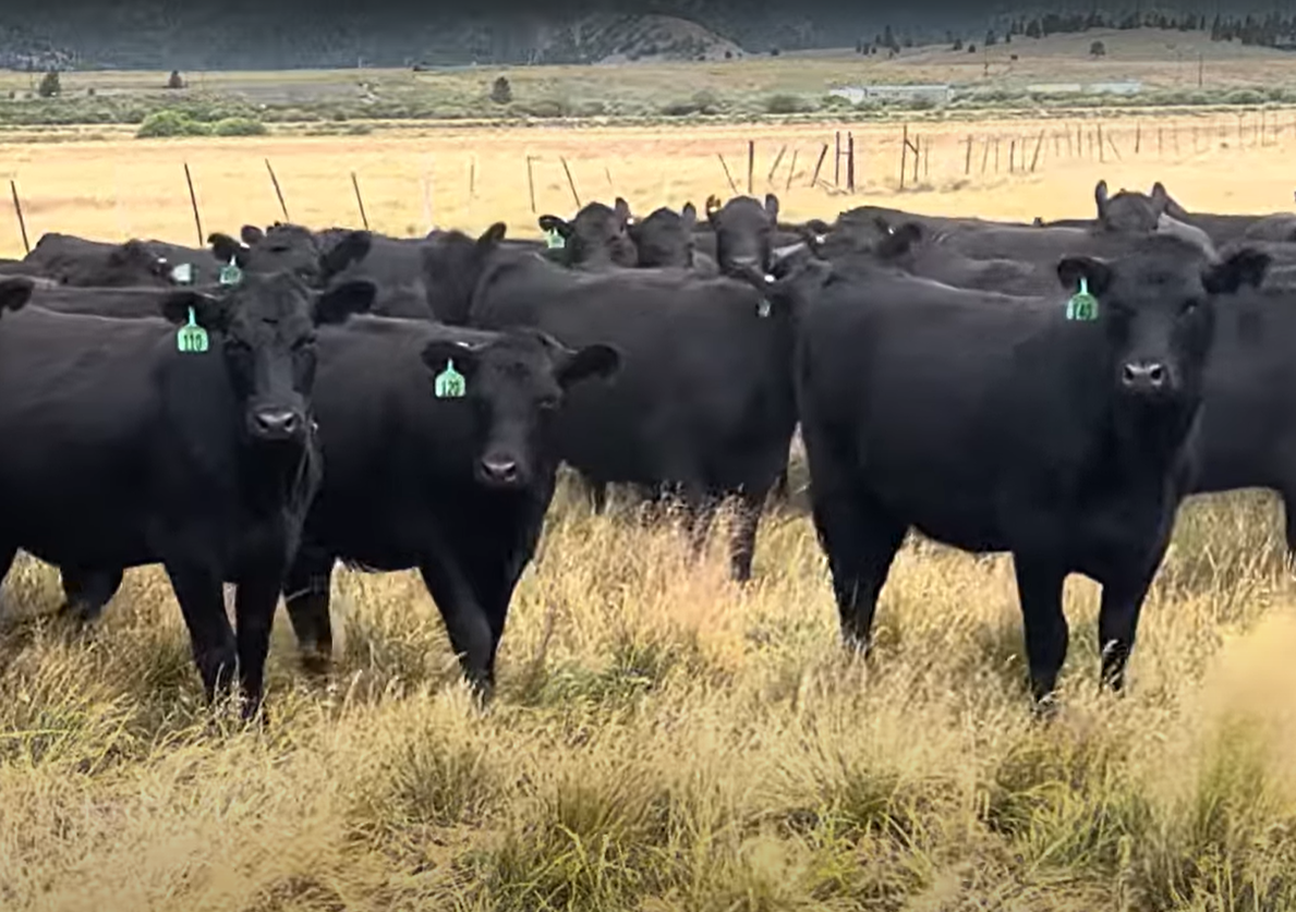 Cattle Range Listing Photo