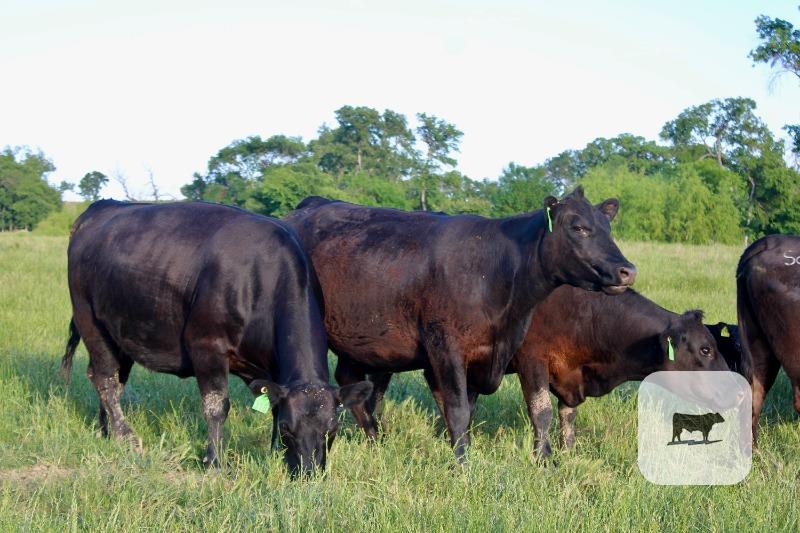 Cattle Range Listing Photo