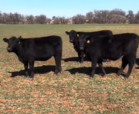 Cattle Range Listing Photo