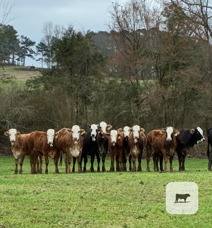 Cattle Range Listing Photo