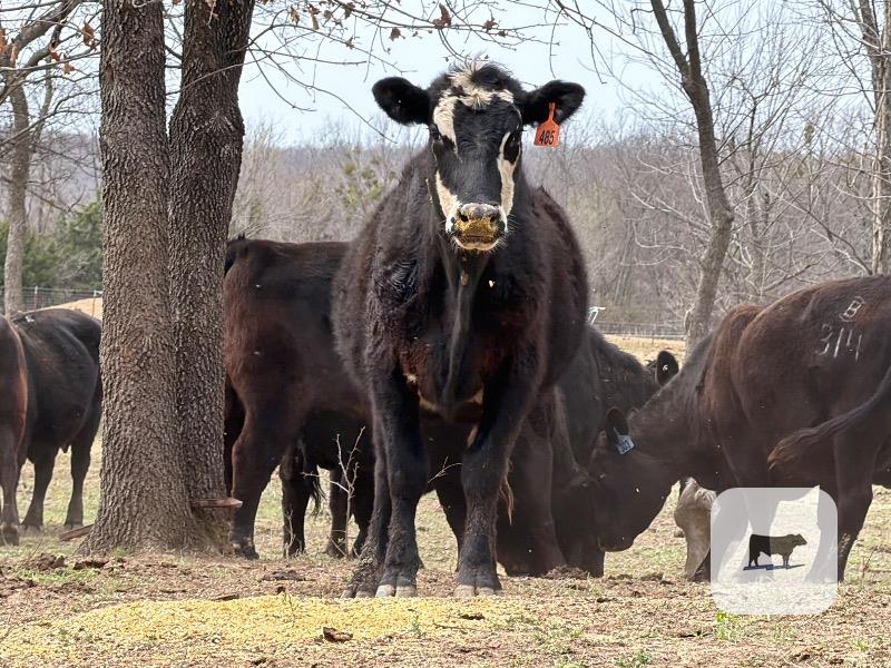Cattle Range Listing Photo