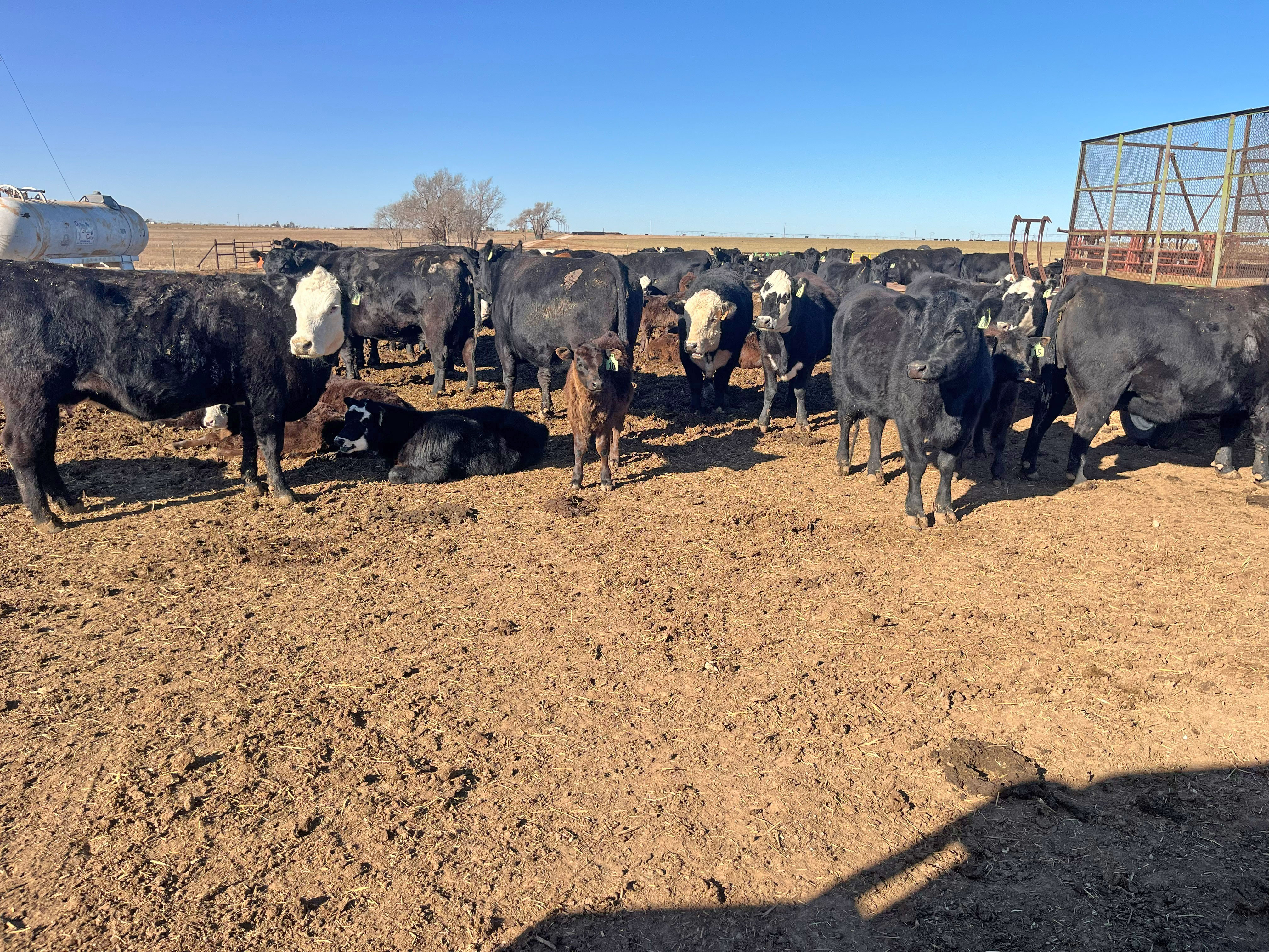 Cattle Range Listing Photo