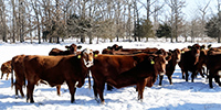 40 Red Angus & RWF Cows... Southwest MO