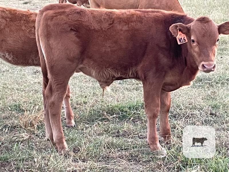 Cattle Range Listing Photo