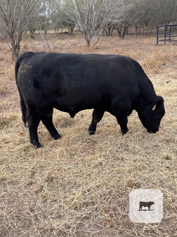 Cattle Range Listing Photo