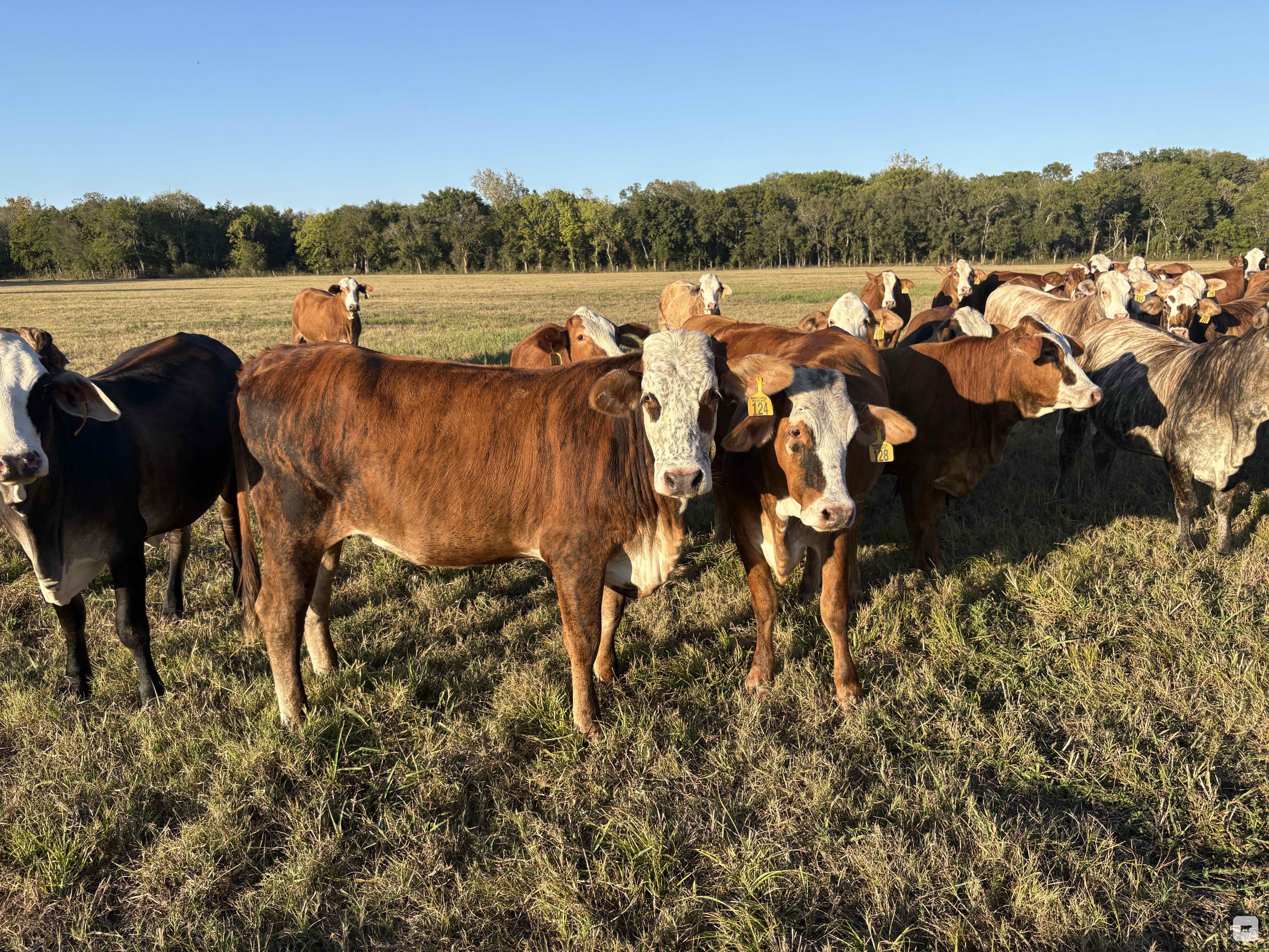 Cattle Range Listing Photo