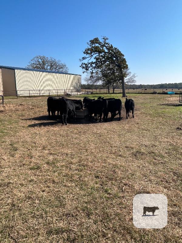 Cattle Range Listing Photo