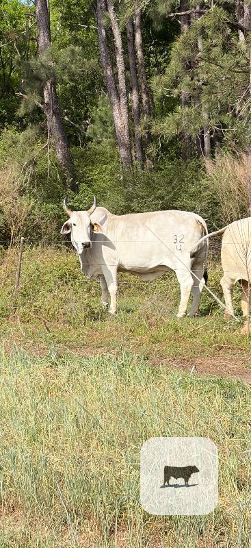 Cattle Range Listing Photo