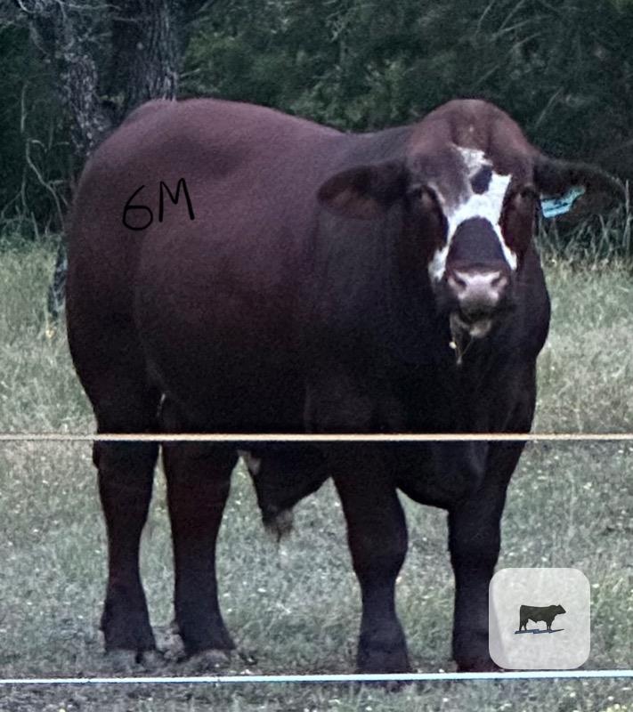Cattle Range Listing Photo