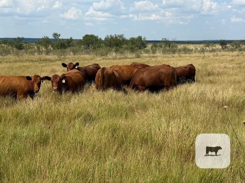 Cattle Range Listing Photo
