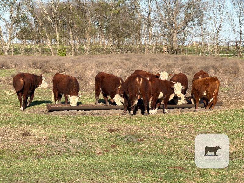 Cattle Range Listing Photo