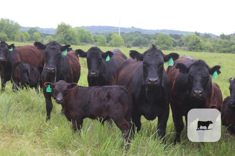 Cattle Range Listing Photo