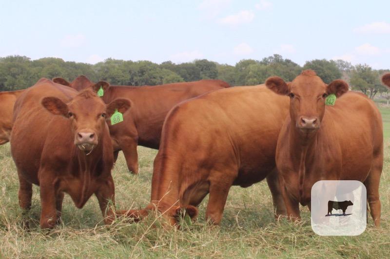 Cattle Range Listing Photo