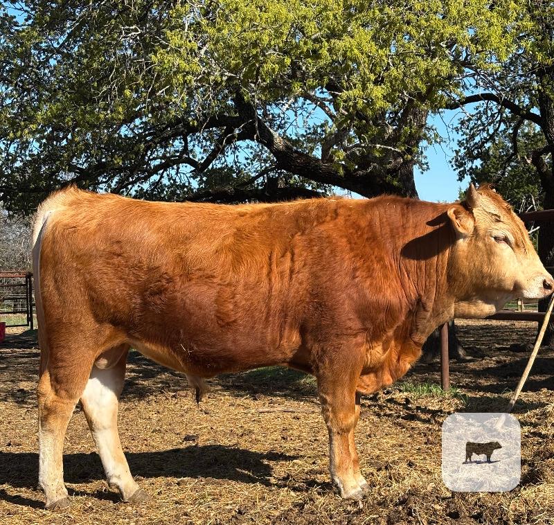 Cattle Range Listing Photo