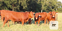 48 Red Angus Rep. Heifers... Central TX