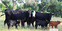 3 Angus Plus 1st-Calf Pairs... Central TX