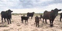 46 Angus & Angus Plus Pairs... West TX