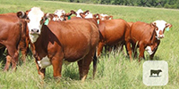 20 Santa Gertrudis/Hereford "Star 5" Bred Heifers... Central TX