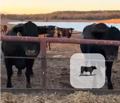 Cattle Range Listing Photo