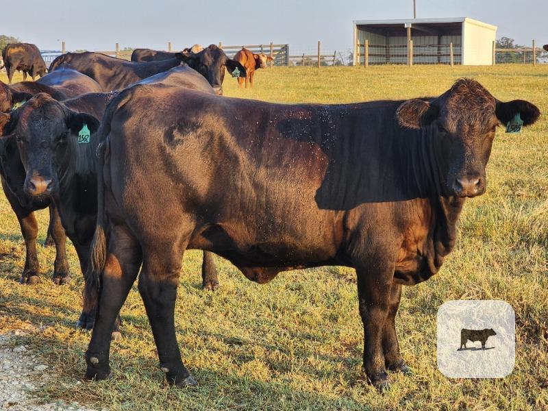 Cattle Range Listing Photo
