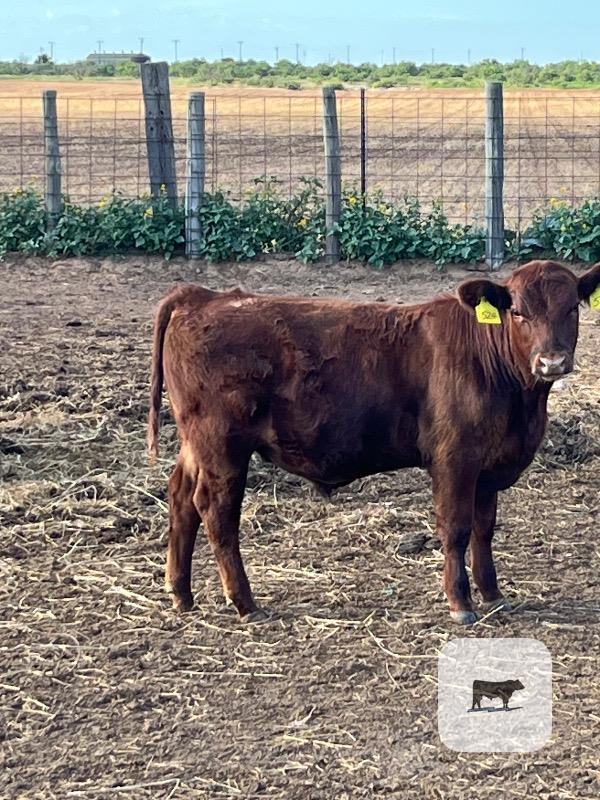 Cattle Range Listing Photo