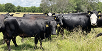 40 Angus & Black Baldy Cows... SW Missouri