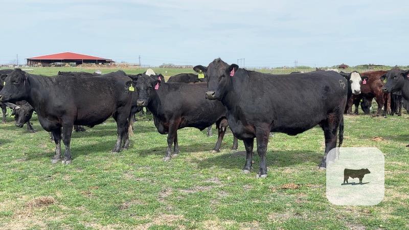 Cattle Range Listing Photo