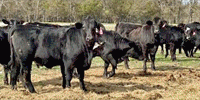 130 Angus & Red Angus Plus/Brangus, Beefmaster, Santa Gertrudis and Crossbred Rep. Heifers... Central TX