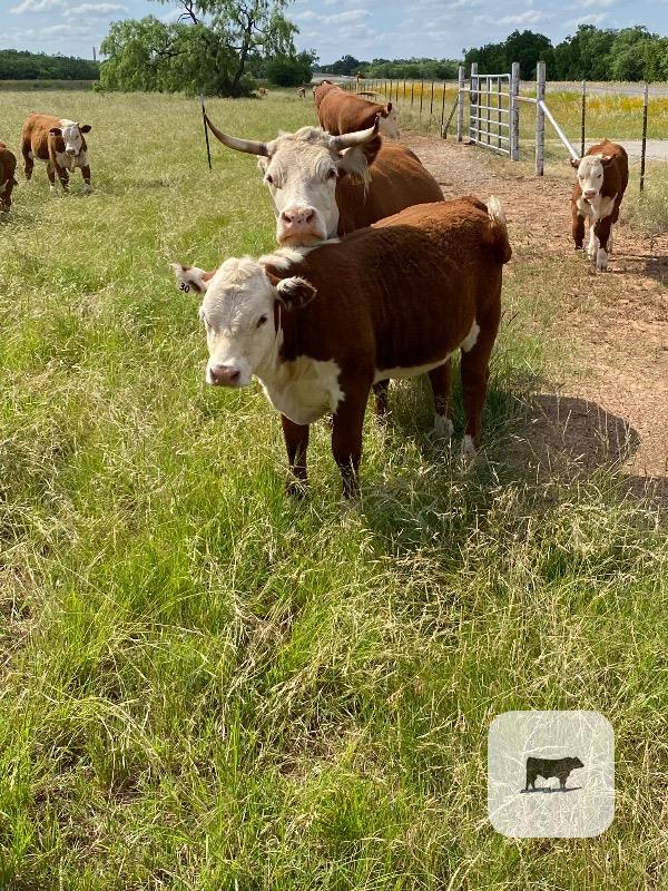 Cattle Range Listing Photo