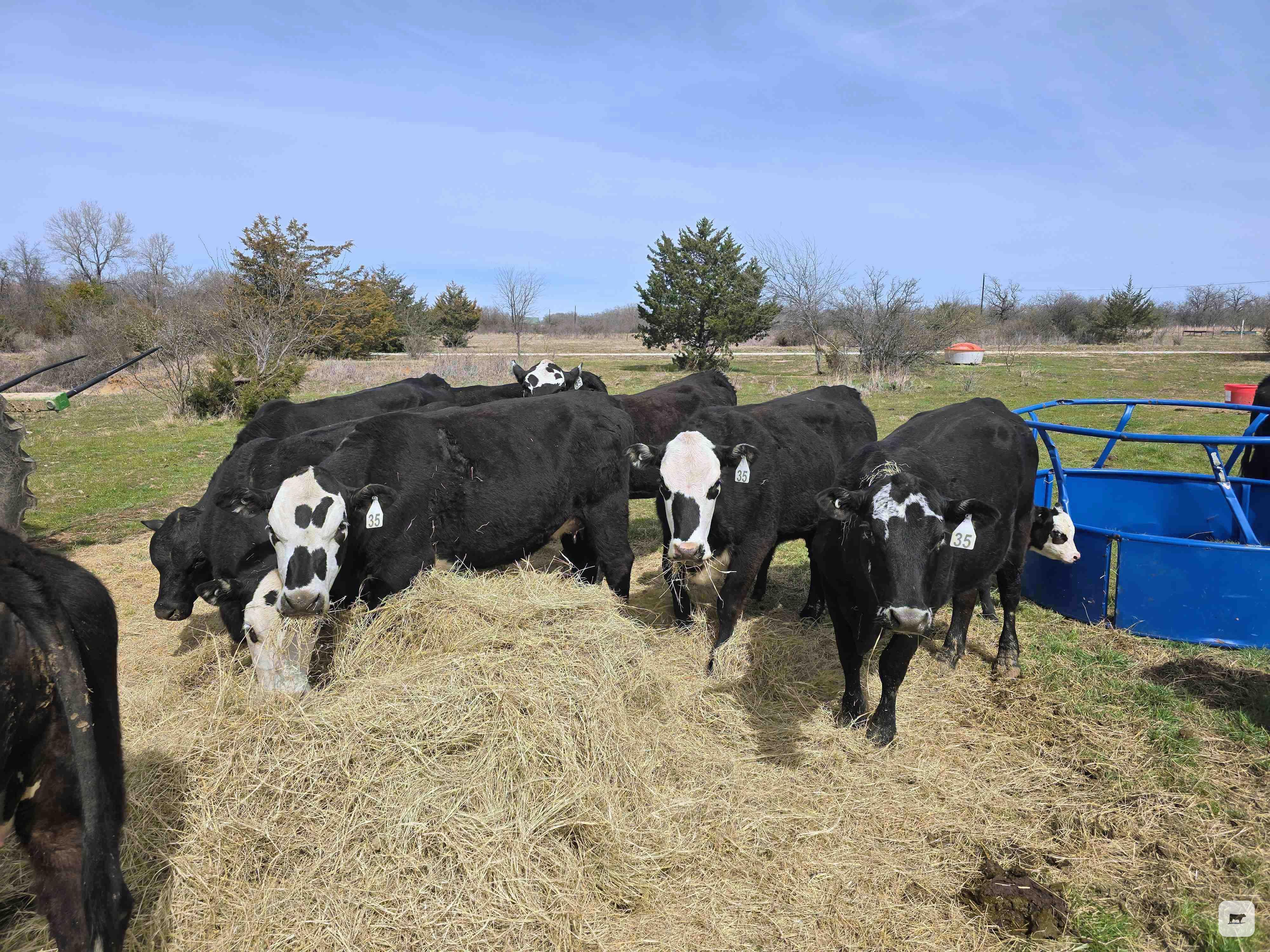 Cattle Range Listing Photo