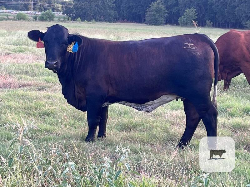Cattle Range Listing Photo