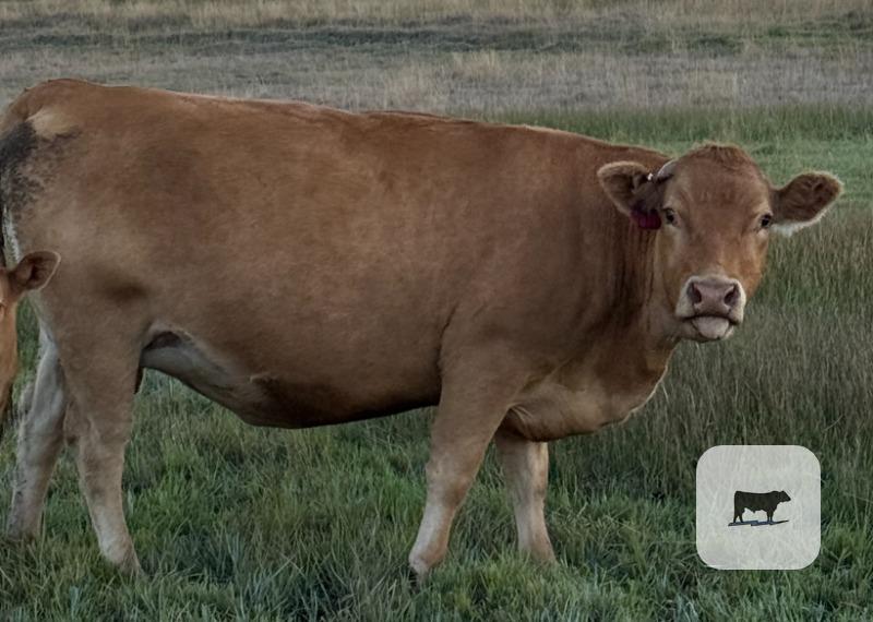Cattle Range Listing Photo