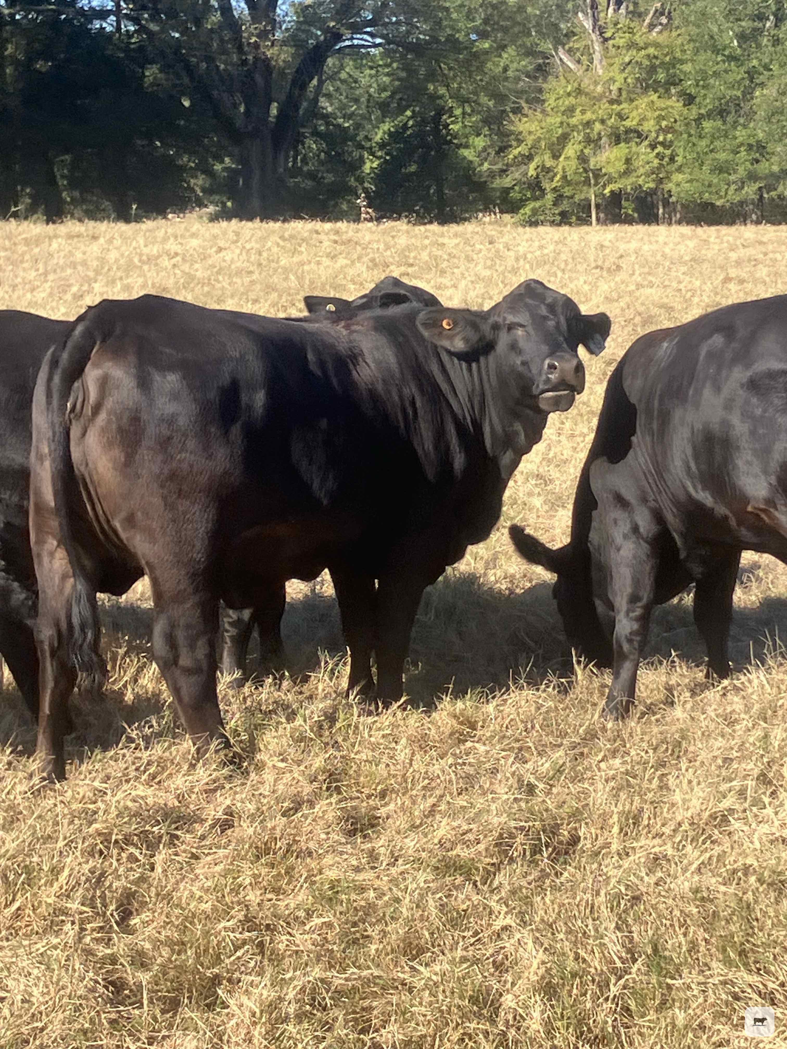 Cattle Range Listing Photo