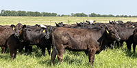 60 Angus & BWF Rep. Heifers... SW Missouri