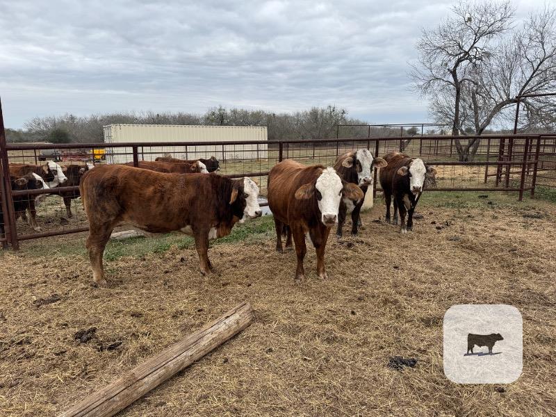 Cattle Range Listing Photo