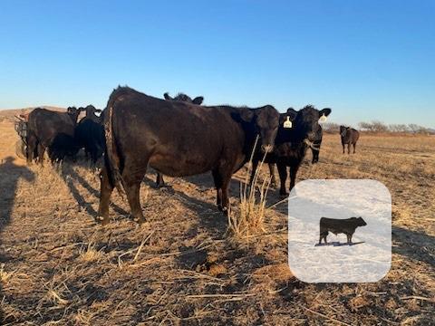 Cattle Range Listing Photo