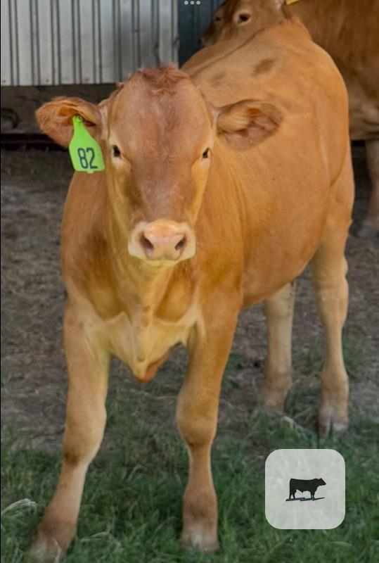 Cattle Range Listing Photo